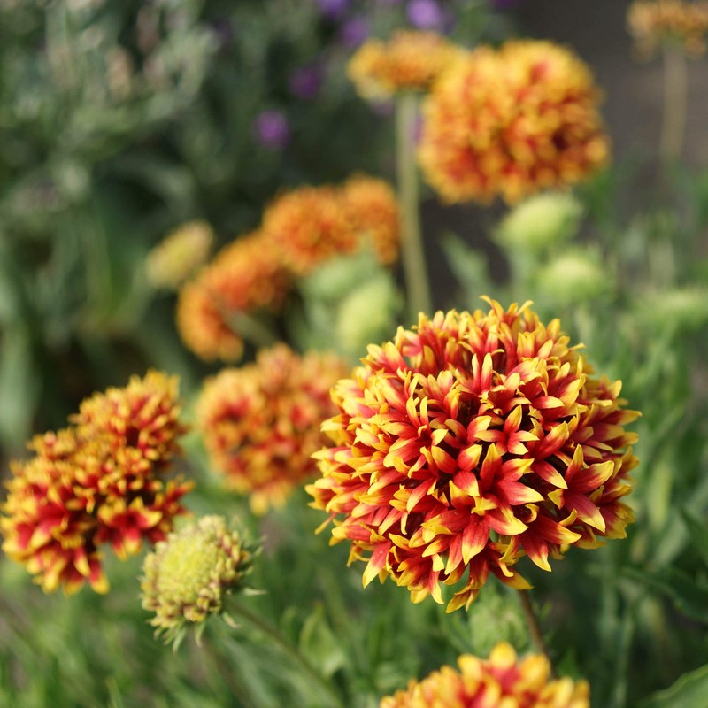 Outsidepride Gaillardia Pulchella Sundance Bicolor Blanket Seeds for Planting -