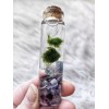 Marimo Moss Balls In Glass Jar - Live - Plant