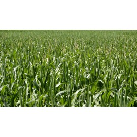 TomorrowSeeds - Wapsie Valley Grazing Corn Seeds - 3 Pounds - for 2025 Planting Open Pollinated Yellow Flint Field Feed Cattle Bird Silage Deer Cover Crop Grow Your Own Home Farm Patio Healthy
