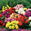 NIKA SEEDS - Seeds Flowers Dahlia Double Mix Annual -
