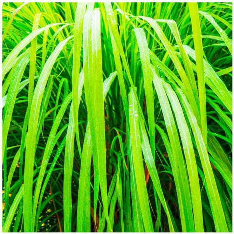 Saponificio Artigianale FIORENTINO - Vetiver Soap Bar