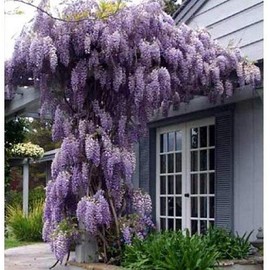 Blue Moon Wisteria - Incredible Blue Wisteria Flowers - Live Plant