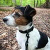 SNIFFLS Premium Dog Collar Small Olive Green - Very Small