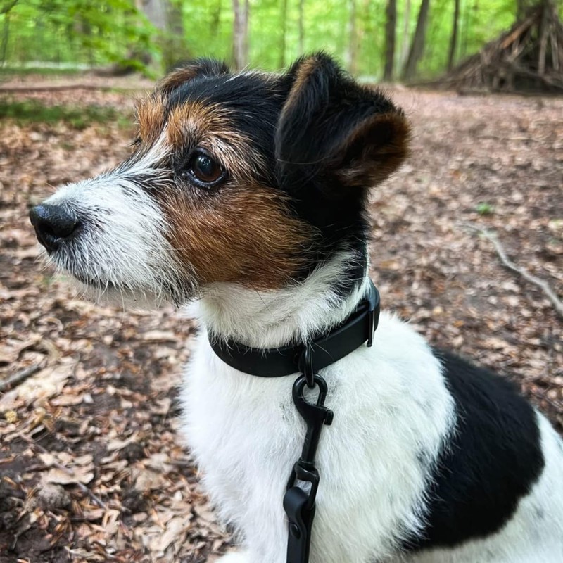 SNIFFLS Premium Dog Collar Small Olive Green - Very Small