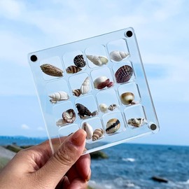 Mini caja de exhibición de conchas, caja de exhibición de conchas, cajas acrílicas para exhibición, conchas pequeñas para manualidades, cajas de sombra para estrellas de mar marinas, abalorio, uñas