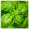 Everwilde Farms - 1 Oz Organic Genovese Basil Herb Seeds