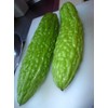 Bitter Gourds Seeds (Asian vegetable) "Green Skin" - 8-10" long