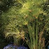 Park Seeds Cyperus Papyrus, Pack of 30 Flower Seeds