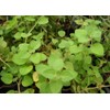 SAFLAX - Herbs - Greek Oregano - 600 Seeds -
