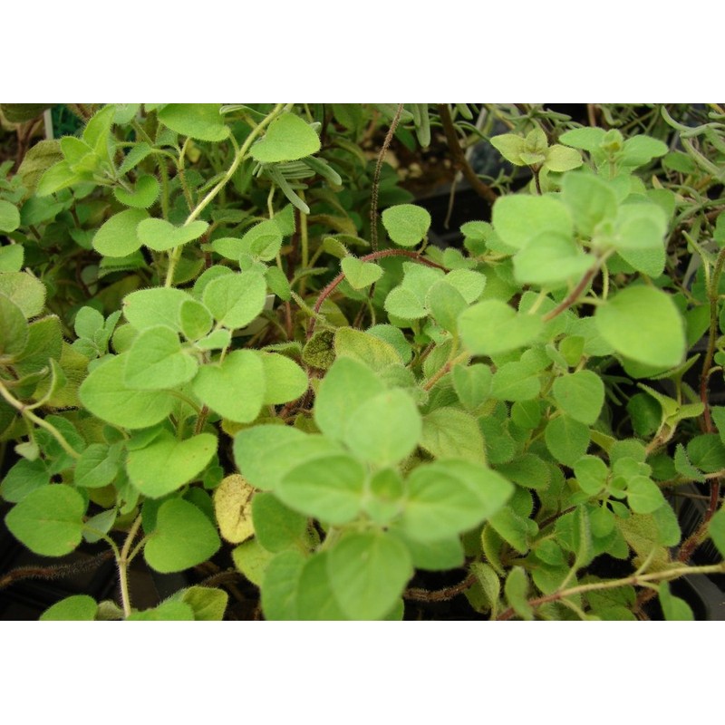 SAFLAX - Herbs - Greek Oregano - 600 Seeds -