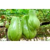 Chayote Plant 1 Chayote Squash Plant 8” With Pot Mirliton