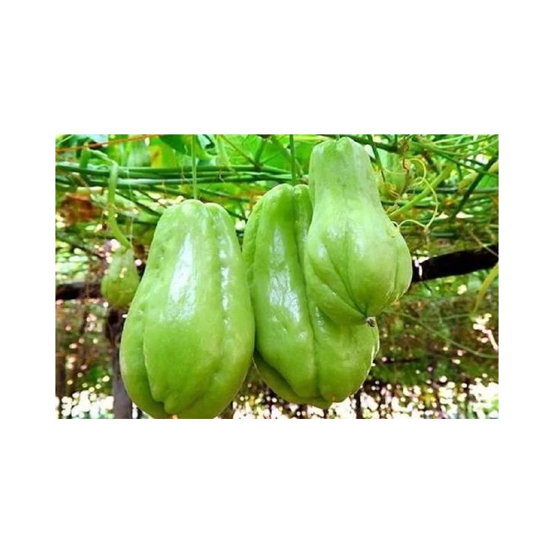 Chayote Plant 1 Chayote Squash Plant 8” With Pot Mirliton