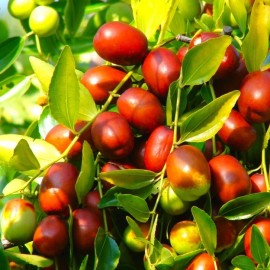 TomorrowSeeds Jujube Tree Seeds (Chinese Red Date) |  Ziziphus Jujuba Ber Hong Zao Seed 2025 - 15+ Count