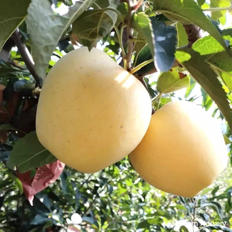 Santiam Nursery Golden Delicious apple tree, bare root