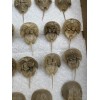Horseshoe Crab Shells Molts - 5 Piece Lot - $25