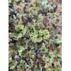 BUY 2 GET 1 FREE Azolla Filiculoides Fairy Moss Live