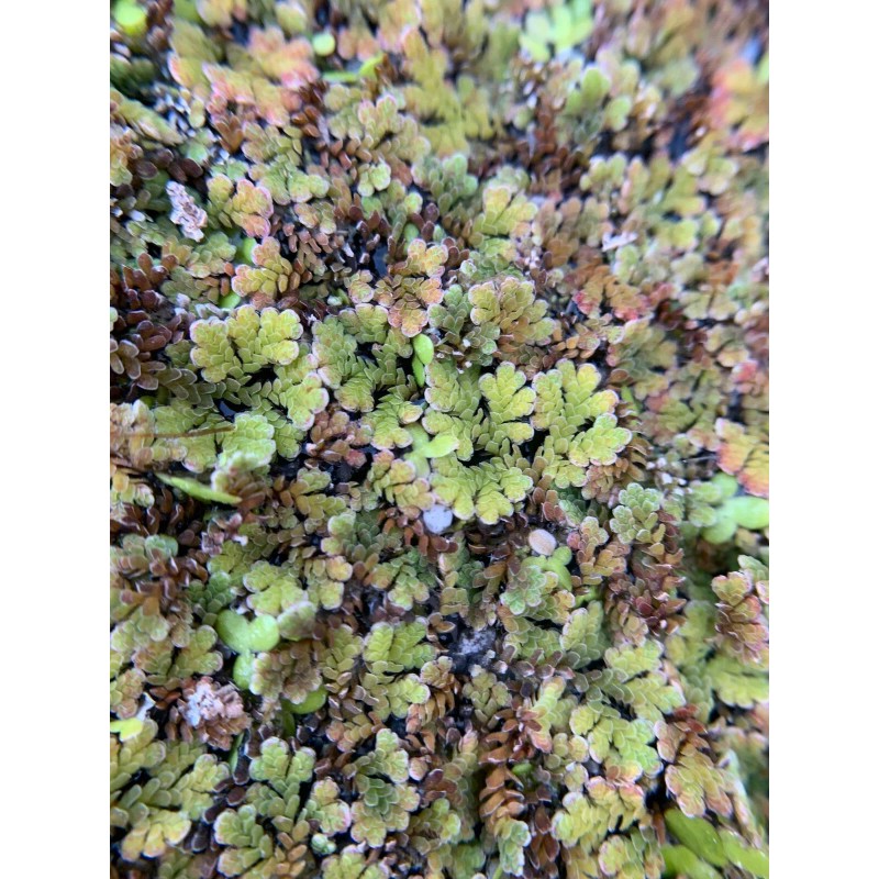 BUY 2 GET 1 FREE Azolla Filiculoides Fairy Moss Live