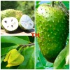 9waters Annona Muricata Graviola Soursop Guanabana Potted StarterPLANTTropical "15-20"