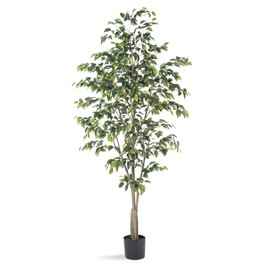 Petals - Ficus Benjamin Silk Tree - Handcrafted - Amazingly Lifelike - Natural Beauty (5-Foot)