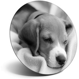 Destination Vinyl ltd Magnet for Refrigerator, Fridge BW - Cute Beagle Puppy Sleeping Dog for Office, Cabinet and Whiteboard, Magnetic Stickers, 42752