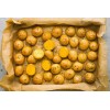 Simply Seed - 3 LBS - German Butterball - Potato