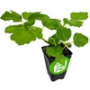 Wellspring Gardens Kadota Fig - Ficus carica - Live Plant