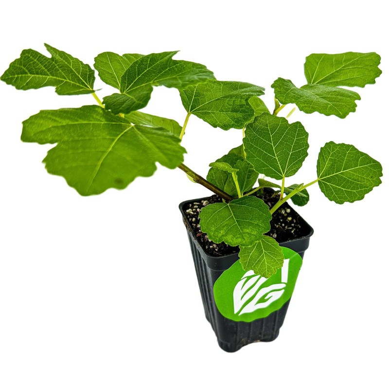 Wellspring Gardens Kadota Fig - Ficus carica - Live Plant