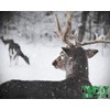 Hot Doe - Doe in Heat Buck Attractant -