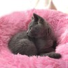 BODISEINT Modern Soft Plush Round Pet Bed for Cats or