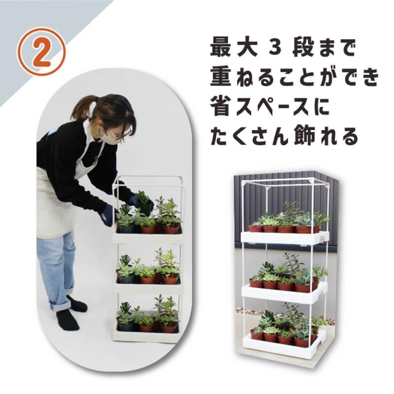 daim Succulent Mansion Black Kamen-kun Succulent Plants