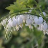 Dicentra Spectabilis Seeds for Planting - 100 Bleeding Heart Seeds