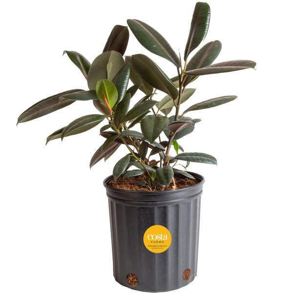 Costa Farms Burgundy Rubber Plant, Live Indoor Ficus Elastica Tree, Live Indoors Houseplant in Nursery Pot, Potting Soil Mix, Gift for Housewarming New House, Home or Office Decor, 2-3 Feet Tall