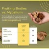 Naturealm Sacred 7 Mushroom Extract Powder: Boost Immunity & Vitality