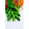 RAISE ME UP: Seeds Self-Pollinated Cucumber Market 38 Days for