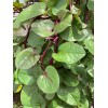 Does Not Apply Red Stem Malabar Spinach Seeds Basella alba