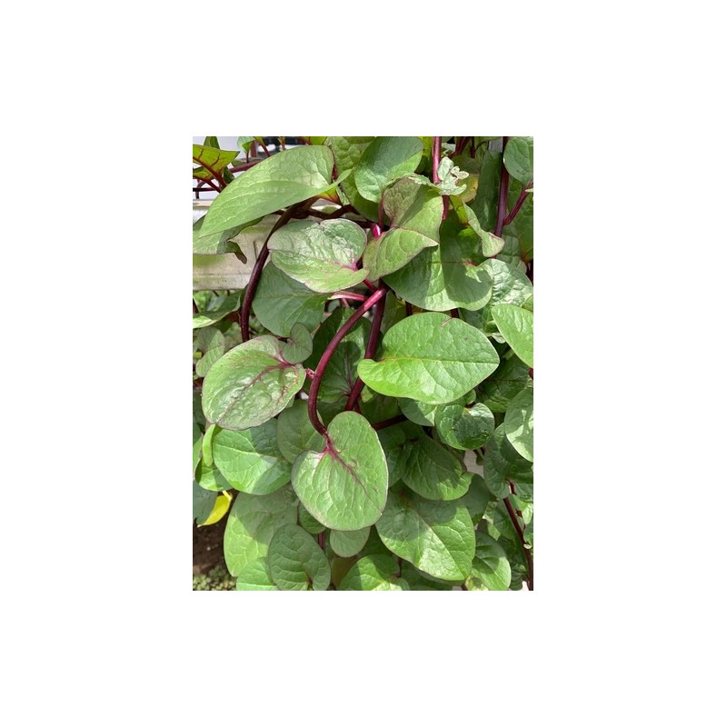 Does Not Apply Red Stem Malabar Spinach Seeds Basella alba