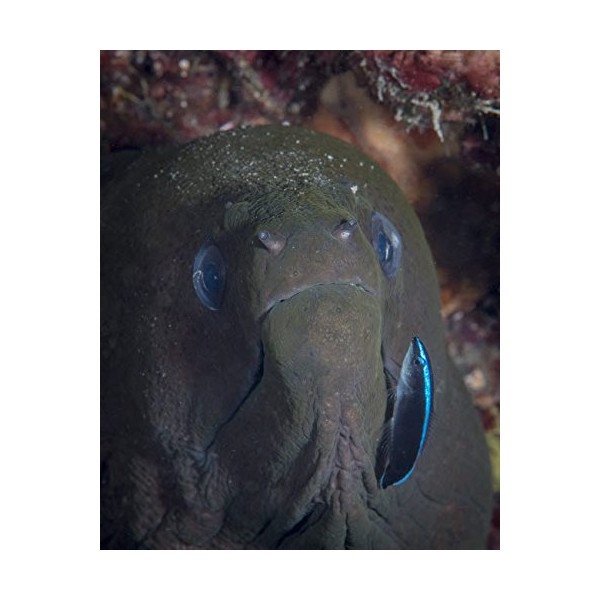 Moray eel being cleaned by a cleaner wrasse in Komodo