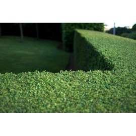 Dwarf Yaupon Holly | Ilex Schilling Stokes Vomitoria | 3 Live Plants | Drought Tolerant Low Maintenance Evergreen Hedge