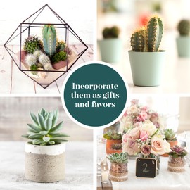 Shop Succulents Premium Live Mini Cactus and Succulent Plants in 2" Pots, Easy Care Indoor or Outdoor Gardening, Terrariums, Favors, & Contemporary Spaces with Hardy, Resilient Varieties, Pack of 40