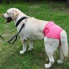 TOPINCN Ropa Interior Perros Tela Algodón Pantalones Fisiológicos Flexibles Cachorro