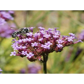 The Gardening World 2000 Purpletop VERVAIN Flower Seeds VERBENA Bonariensis - Beautful Flowers - Always Fresh Seed!, TGW-VEBO242