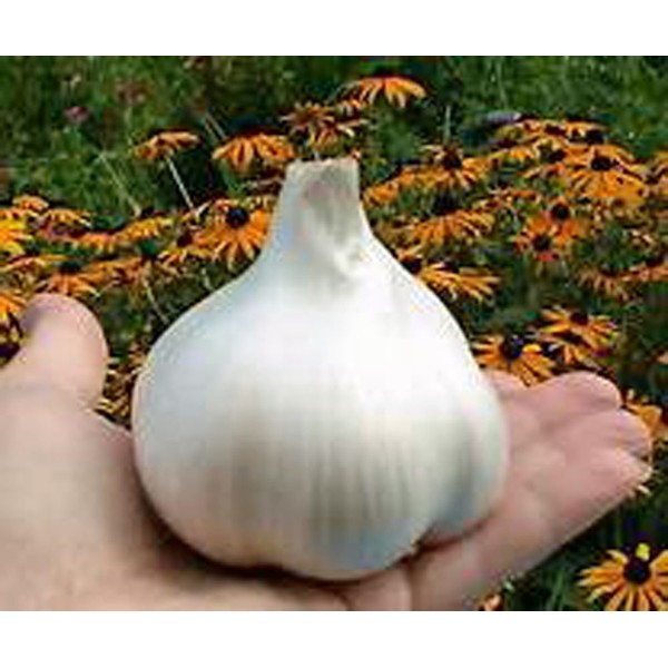 Elephant Garlic, 2 Huge Bulbs! Great for Planting, Eating or Cooking! Non GMO, Organic. Milder Tasting Garlic