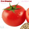 Treevale Beefsteak Tomato Seeds| Non-GMO, Vegetable Seeds - 200 Seeds