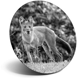 Destination Vinyl ltd Magnet for Refrigerator, Fridge BW - Cute Monsoon Dhole Fox Dog for Office, Cabinet and Whiteboard, Magnetic Stickers, 39280