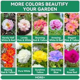 5000 Pink and White Moss Rose Seeds, Double Flowered Rose Moss Perennial Flower Seeds for Planting Drought Tolerant Plants Outdoors Ground Cover Plant Lover Gifts