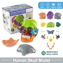 Merinden Mini Human Skull Model - 15-Part Half-Size Color-Coded Anatomy Model with Manual - Educational Detachable Skull for Medical Anatomy and Physiology Study Research Teaching Display
