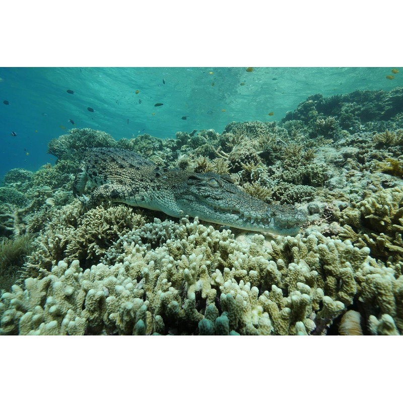 Terra X - Blaues Wunder Pazifik