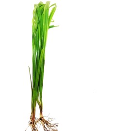Planterest – Cyperus helferi Tall Bundle Stems Live Aquarium Plant Decorations BUY2GET1FREE