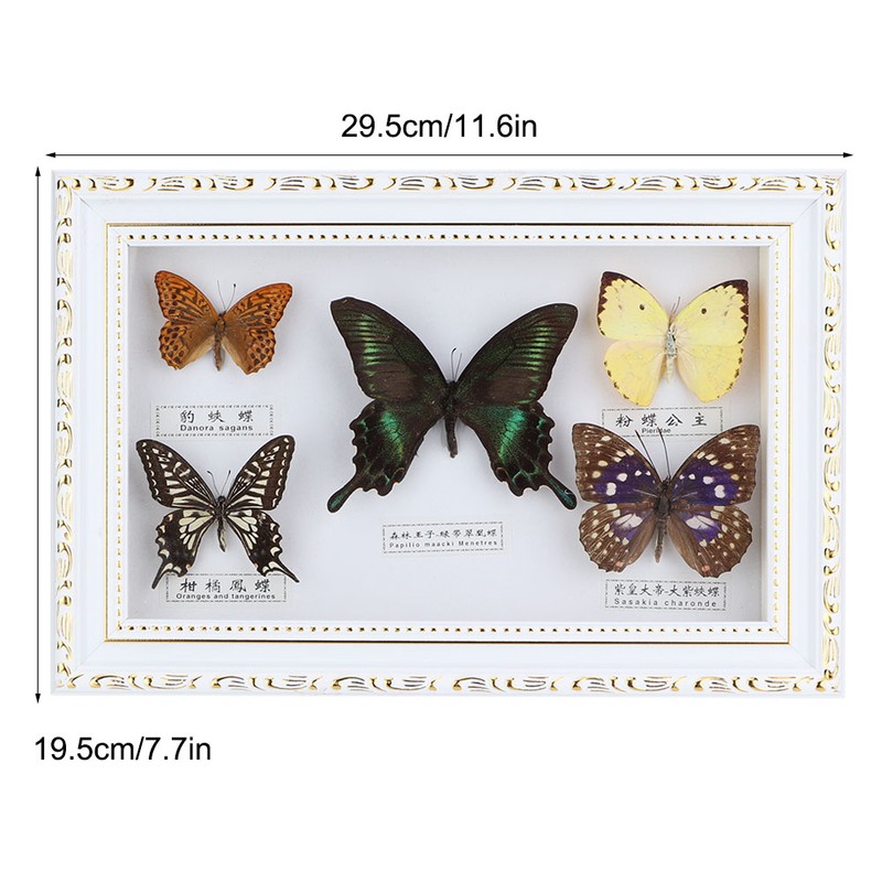 Exquisite Butterflies Insect Specimen Craft Birthday Gift Home Decor Ornament