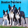 Boston Terriers | 2026 12 x 24 Inch (Hanging) Monthly